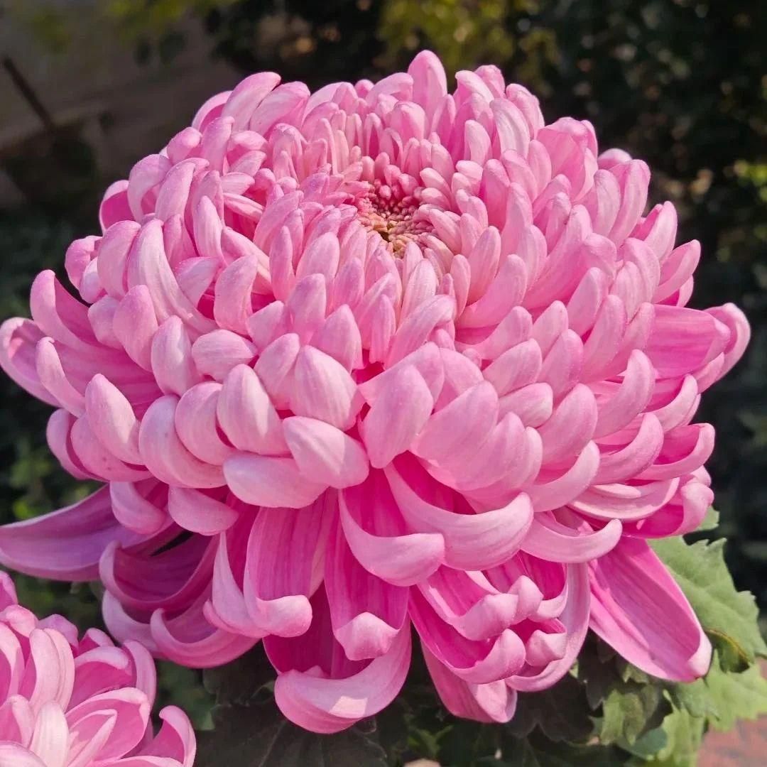 Giant Chrysanthemum Seeds